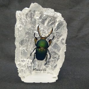 Small island shape Lamprima Stag