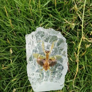 Small island shape Mantis