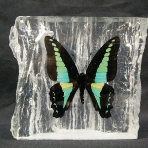 WOOD SHAPE BLUE BOTTLE