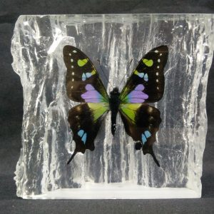 WOOD SHAPE BLUE WEISKEI