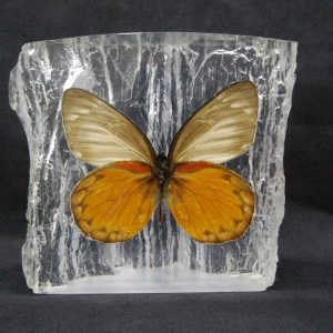 WOOD SHAPE DELIAS ORAIA