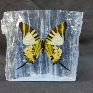 WOOD SHAPE FIVE BAR SWORDTAIL