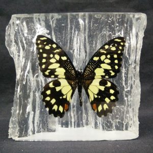 WOOD SHAPE LIME BUTTERFLY