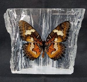 WOOD SHAPE MALAY LACEWING