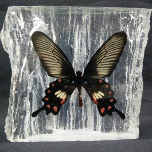 WOOD SHAPE MALAYAN ROSE