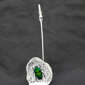 Memo clip Black Striped Ctn 1