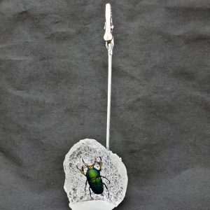 Memo clip Lamprima Stag 1