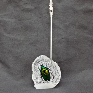 Memo clip Large Green Ctn 1