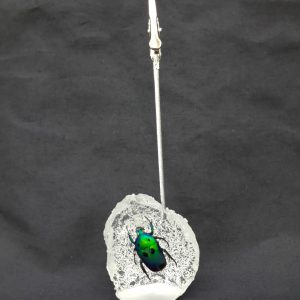 Memo clip Papaya Ctn