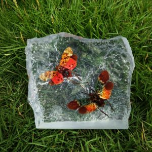 Cicada Pair 01 Cicada Pair 01