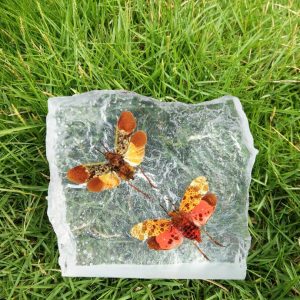 Cicada Pair 02 Cicada Pair 02