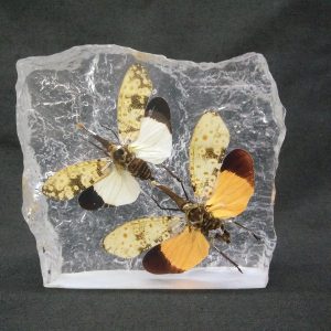 Lanternfly Pair 01 Lanternfly Pair 01